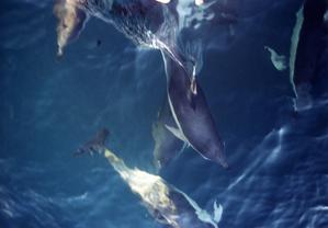 common dolphins  near Cape Clear Island