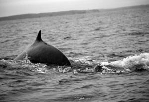 minke whale taken near Cape Clear Island by author Chuck Kruger