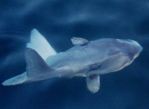 Sunfish photographed close to Cape Clear Island