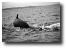 Minke Whale near Cape Clear Island